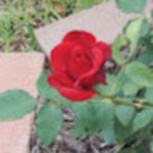 Meet your Posher, Glenda